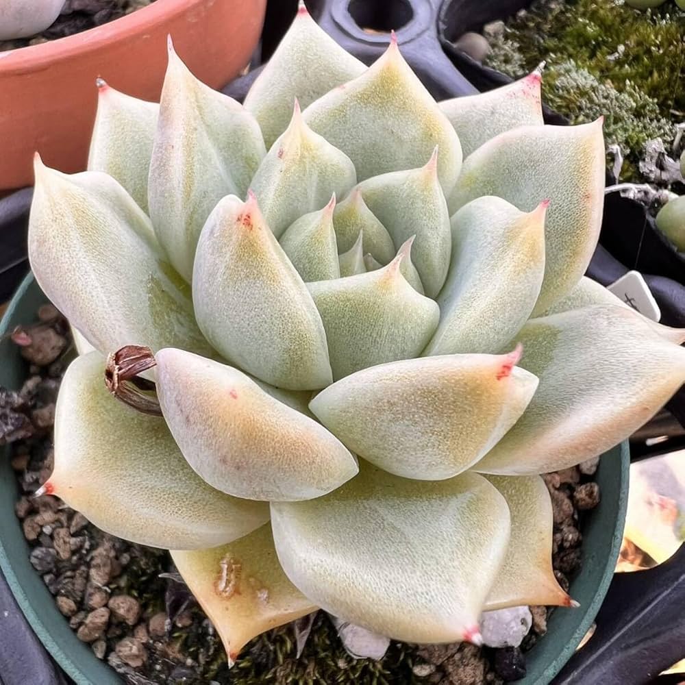 多肉植物 花村スペシャル099